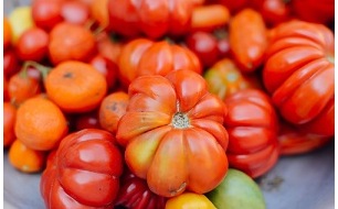 Le semis des tomates : comment débuter leur culture? Le semis des tomates : comment débuter leur culture?