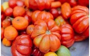 Le semis des tomates : comment débuter leur culture?