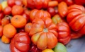 Le semis des tomates : comment débuter leur culture?