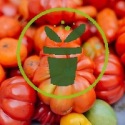 Le semis des tomates : comment débuter leur culture?