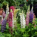 Lupin mélange 100 graines 