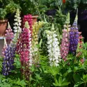 Lupin mélange 100 graines 