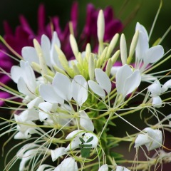 Cléome Colour Fountain varié 200 graines