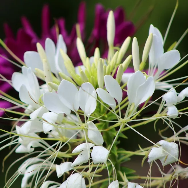 CLEOME COLOUR FOUNTAIN VARIE 200 graines