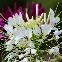 CLEOME COLOUR FOUNTAIN VARIE 200 graines