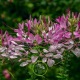 CLEOME COLOUR FOUNTAIN VARIE 200 graines