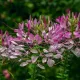 CLEOME COLOUR FOUNTAIN VARIE 200 graines
