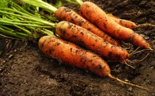 Astuces pour lutter contre la mouche de la carotte, insecte ravageur de nos potagers