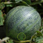 Melon Ananas d'Amérique 30 graines