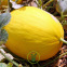 Melon Jaune Canari 30 graines