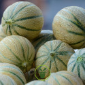 Melon 30 graines 