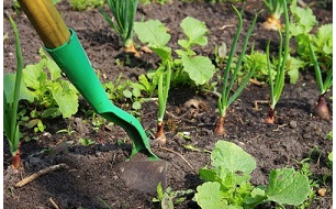 Jardin en juillet : travaux, semis et récoltes