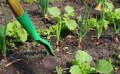 Jardin en juillet : travaux, semis et récoltes