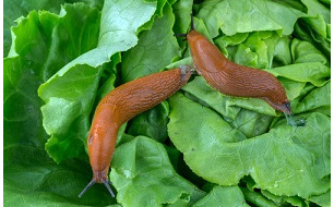 Les 4 points à surveiller au potager en été