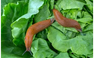 Les 4 points à surveiller au potager en été