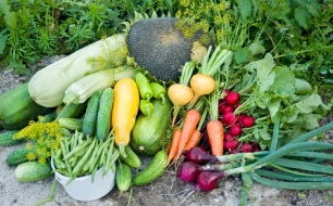 Les travaux du jardin et du potager à prévoir en août