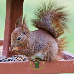 Mélange de graines pour écureuils 700 grammes