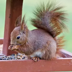 Mélange de graines pour écureuils 700 grammes