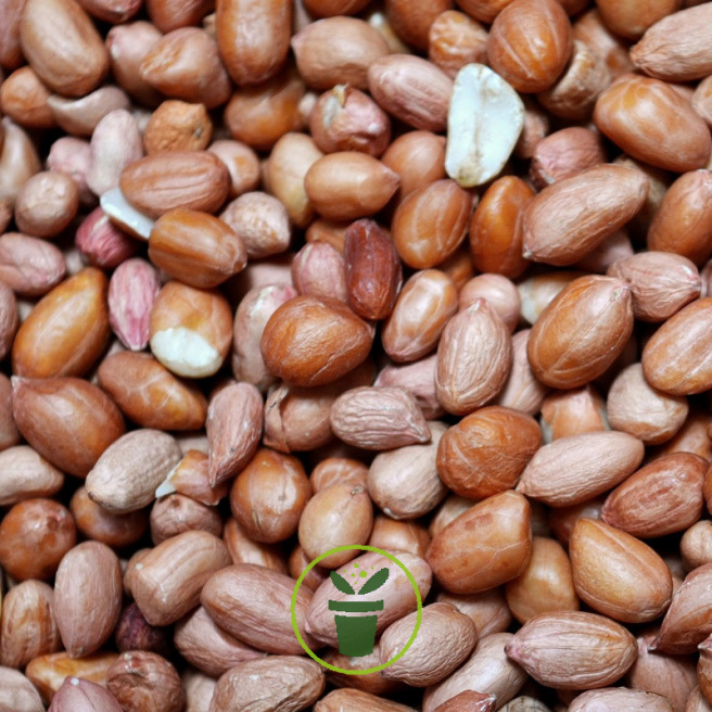 Arachides (cacahuètes) décortiquées pour oiseaux du jardin