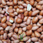 Arachides (cacahuètes) décortiquées