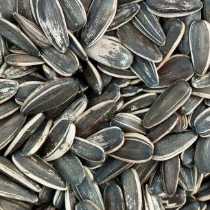 Graines de tournesol pour oiseaux