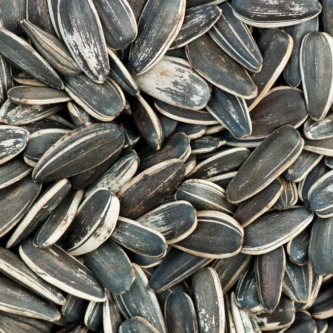 Graines de tournesol pour oiseaux