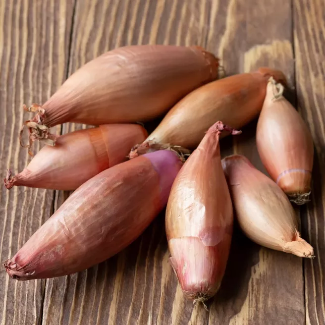 Echalion Figaro 200 graines