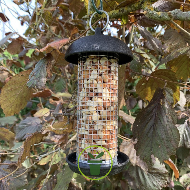 Cœur de graines de tournesol strié pour oiseaux du jardin