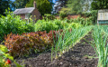 Comment optimiser la place dans un petit potager ?
