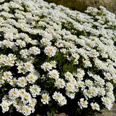 Ibéris sempervirens 300 graines