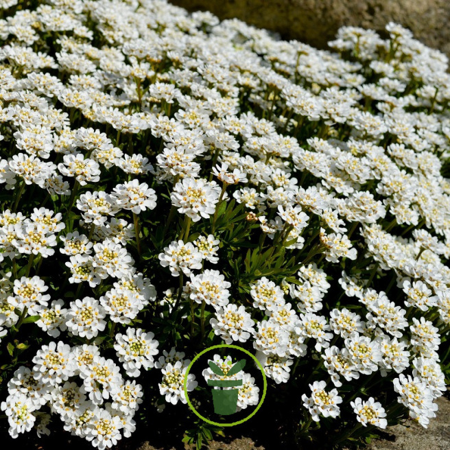 Ibéris sempervirens 300 graines Ibéris sempervirens 300 graines