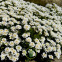 Ibéris sempervirens 300 graines