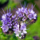 Phacélie tanacetifolia bleu clair BIO 0,5 gramme (+/- 250 graines)