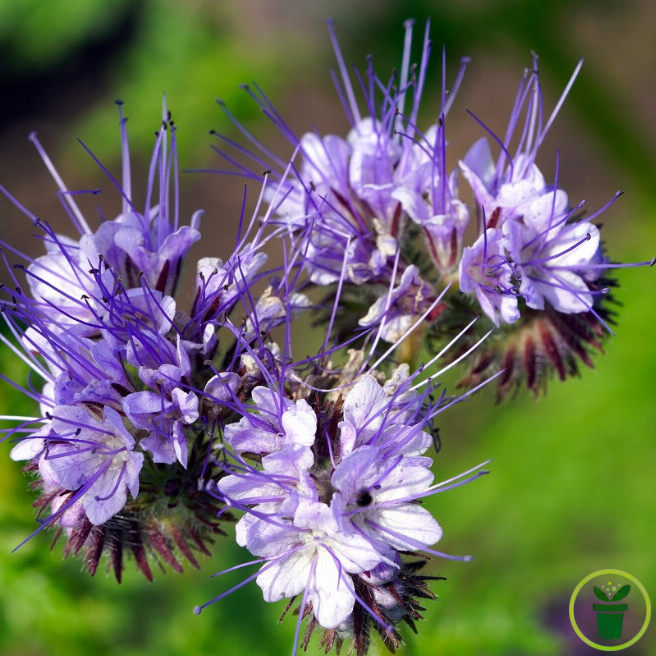 Phacélie tanacetifolia bleu clair BIO 0,5 gramme (+/- 250 graines)