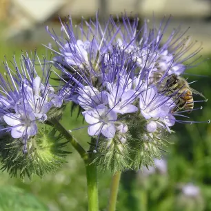 Phacélie tanacetifolia bleu clair BIO 0,5 gramme (+/- 250 graines)