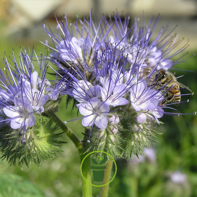 Phacélie tanacetifolia bleu clair BIO 0,5 gramme (+/- 250 graines)