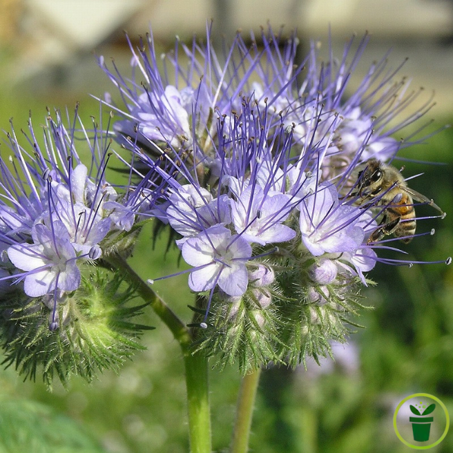 Phacélie tanacetifolia bleu clair BIO 0,5 gramme (+/- 250 graines)