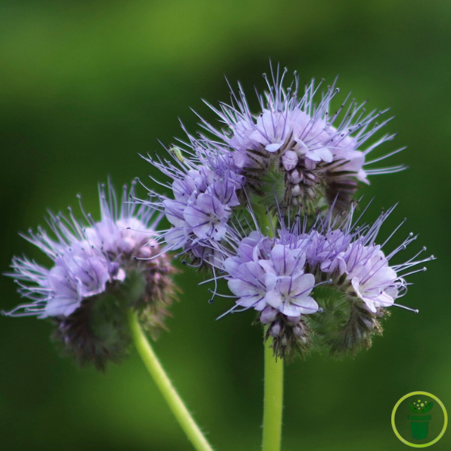 Phacélie tanacetifolia bleu clair BIO 0,5 gramme (+/- 250 graines)