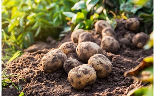 Quels sont les travaux et semis à réaliser au jardin et au potager en septembre ?