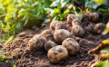 Quels sont les travaux et semis à réaliser au jardin et au potager en septembre ?