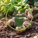 Quels sont les travaux et semis à réaliser au jardin et au potager en septembre ?