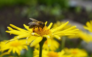 Quand semer des fleurs mellifères au jardin ?