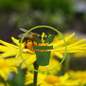 Quand semer des fleurs mellifères au jardin ?