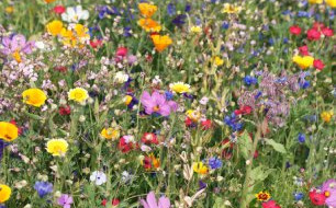 Comment réaliser une prairie fleurie ?