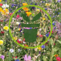 Comment réaliser une prairie fleurie ?