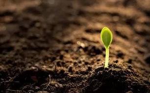 Quel est le rôle de l’humus ?