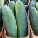 Concombre 30 graines