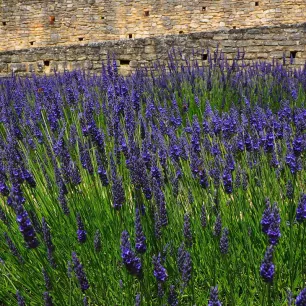 Lavande vraie 200 graines