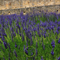 200 Graines LAVANDE VRAIE /OFFICINALE non traitées Lavandula angustifolia  /vera