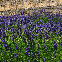 Graines de lavande vraie Lavandula angustifolia fleurs violettes mellifères jardin soleil